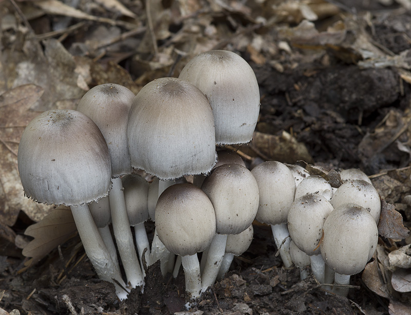 Coprinopsis acuminata